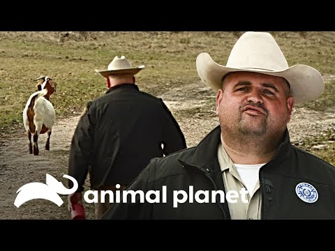 Atrapar cabras también es labor de los guardianes | Guardianes de Texas | Animal Planet