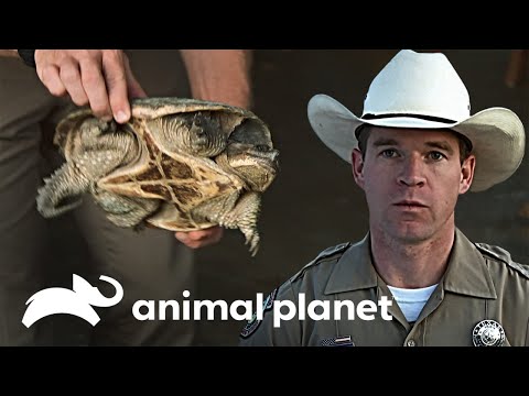 Tortuga mordedora es devuelta a la naturaleza | Guardianes de Texas | Animal Planet