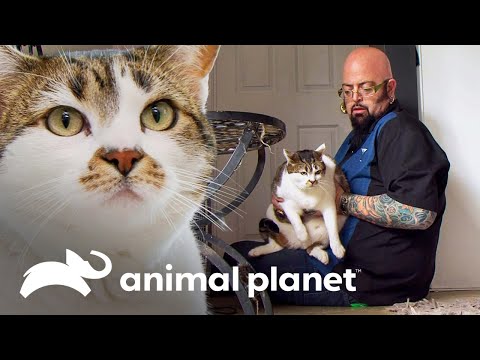 Jackson comparte la triste experiencia de su gato obeso | Mi gato endemoniado | Animal Planet
