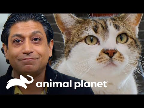 Buddha: un gato obeso y agresivo que complica a Héctor | Mi gato endemoniado | Animal Planet