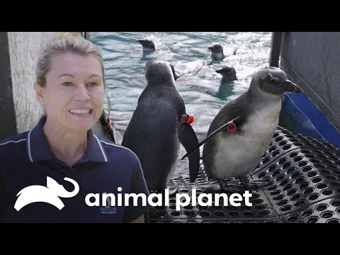 Cuidador viaja a un santuario de pingüinos | El Acuario | Animal Planet