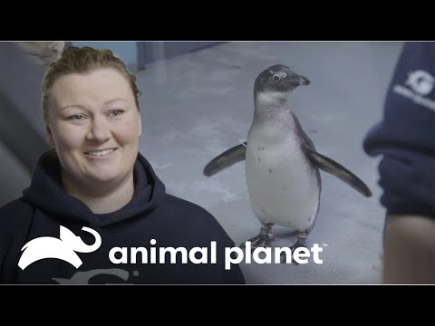 Cuidadores disfrutan pasar tiempo con pingüinos  | El Acuario | Animal Planet