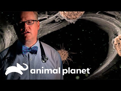 Un hongo está instalado en sus pulmones | Parásitos Asesinos | Animal Planet