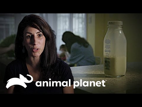 Darle leche cruda a su hija casi provoca su muerte | Parásitos Asesinos | Animal Planet