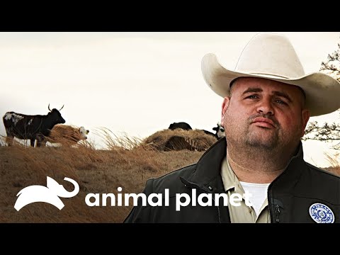 Mueren vacas descuidadas por su dueño | Guardianes de Texas | Animal Planet