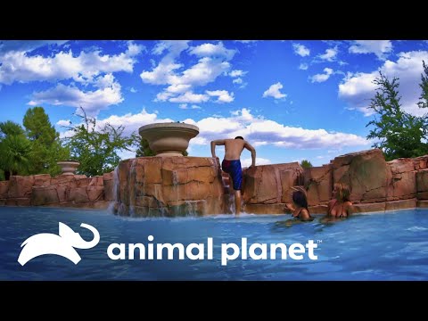 Todo pasa en Las Vegas: una piscina con cascadas, luces y música | Piscinas Soñadas | Animal Planet