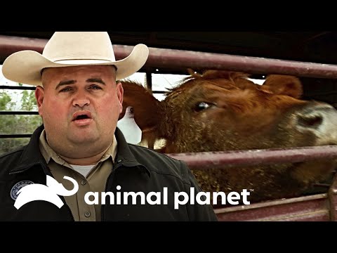 Vacas son llevadas a un nuevo rancho para mejor cuidado | Guardianes de Texas | Animal Planet