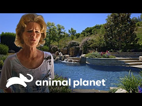 Una piscina de 132,000 litros con cascada y río  | Piscinas Soñadas | Animal Planet Latinoamérica
