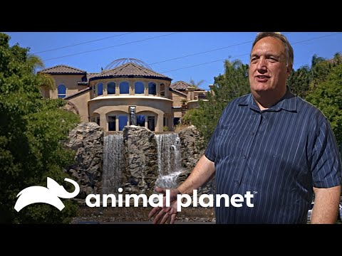 Una casa arriba de una cascada en California | Piscinas Increíbles | Animal Planet Latinoamérica