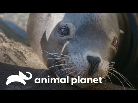 Una foca con cataratas y un koala bebé que lucha por sobrevivir | Los Irwin | Animal Planet