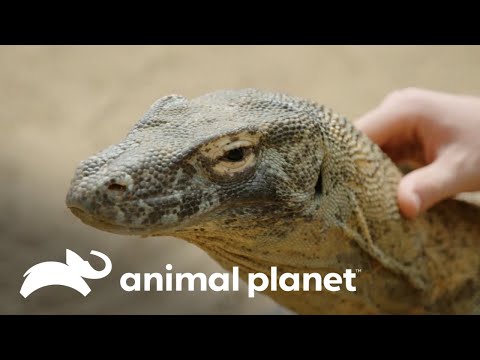 Una lagarto cariñosa y un koala recién nacido que lucha por vivir | Los Irwin | Animal Planet
