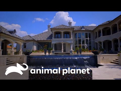 La increíble piscina de una propiedad lujosa  | Piscinas Increíbles | Animal Planet