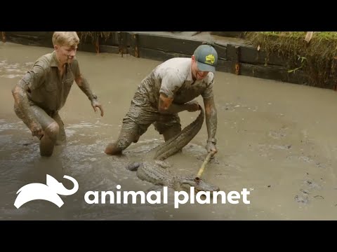 La complicada misión de atrapar cocodrilos en el lodo | Los Irwin | Animal Planet