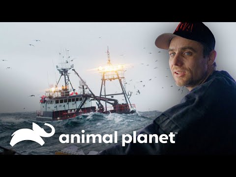 🔴 EN VIVO:  Los momentos más impactantes de #PescaMortal 🚢