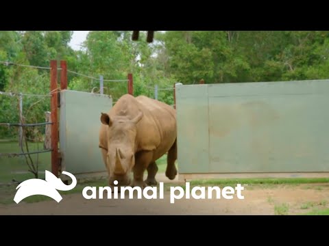 El nacimiento de un pequeño rinoceronte blanco  | Los Irwin | Animal Planet