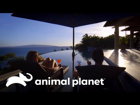 Una espectacular piscina en la isla de Maui | Piscinas Soñadas | Animal Planet