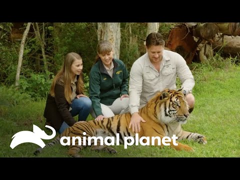 Gran emoción por el embarazo de una tigresa de Sumatra | Los Irwin | Animal Planet