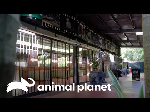 Cacatúas en apuros: desafíos inesperados para el zoológico | Los Irwin | Animal Planet
