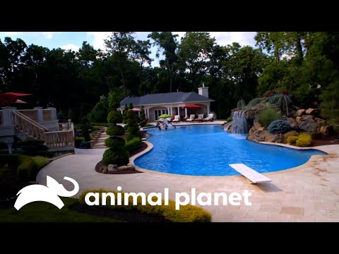 Hogar resort: la piscina que nunca duerme | Piscinas Soñadas | Animal Planet