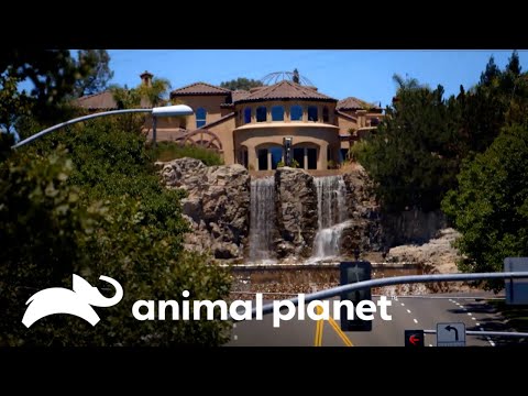 Casa en las alturas: piscina de cascadas | Piscinas Soñadas | Animal Planet