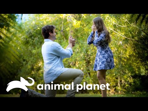 La romántica pedida de mano a Bindi Irwin | Los Irwin | Animal Planet