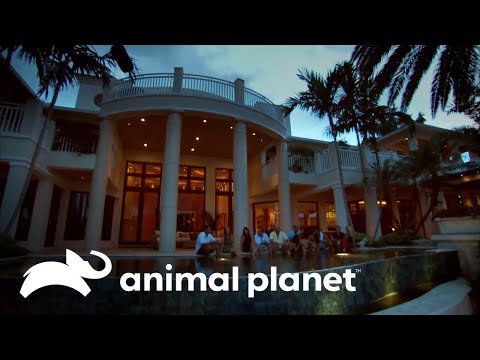 La creación de un paraíso acuático en una casa en Florida  | Piscinas Soñadas | Animal Planet