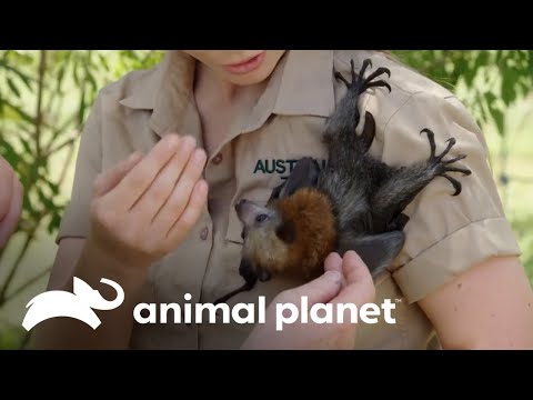 Construyendo un espacio de rehabilitación para zorros voladores | Los Irwin | Animal Planet